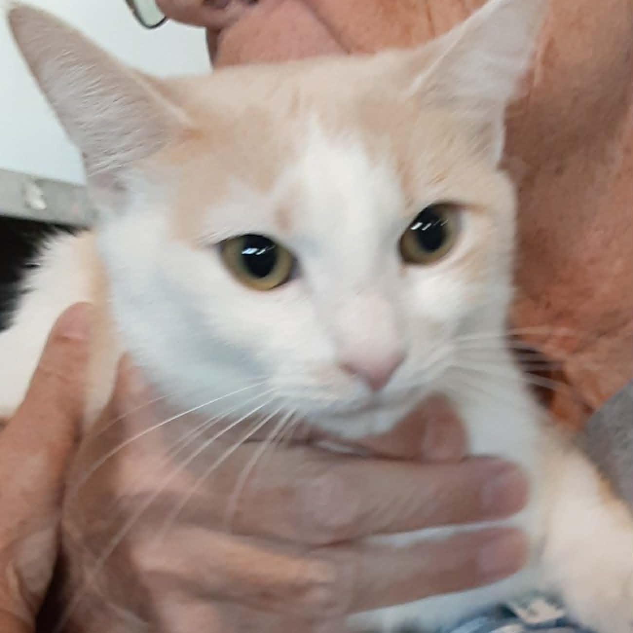 Nebula, an adopted Domestic Short Hair in Myrtle Beach, SC image 3/6