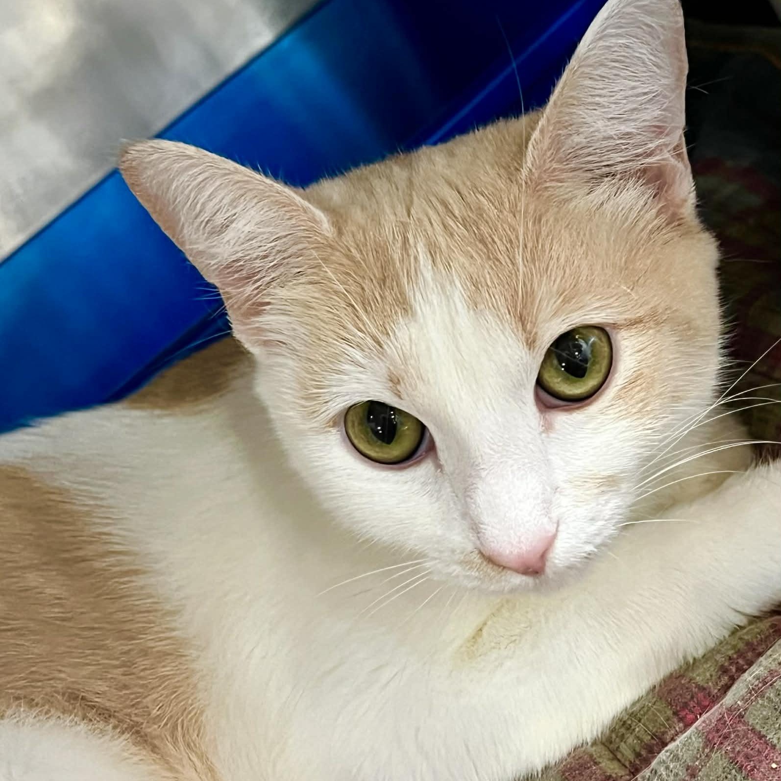 Nebula, adopted, Adult Female Domestic Short Hair.