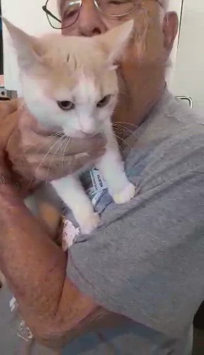 Enlarge Nebula, an adopted Domestic Short Hair in Myrtle Beach, SC video 6/6