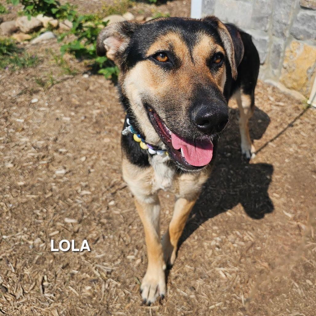 Lola, Adoptable, Young Female German Shepherd Dog & Mixed Breed.
