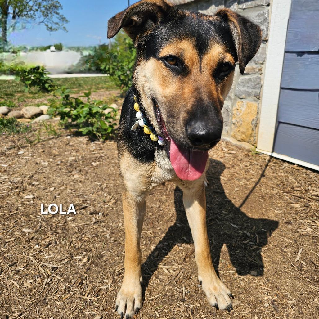 Enlarge Lola, a Adoptable mixed breed in Madisonville, TN image 2/5
