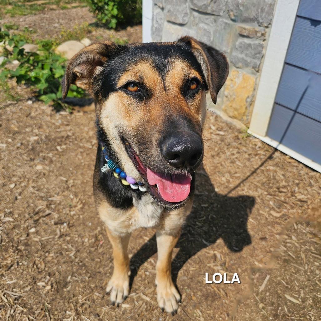 Enlarge Lola, a Adoptable mixed breed in Madisonville, TN image 3/5