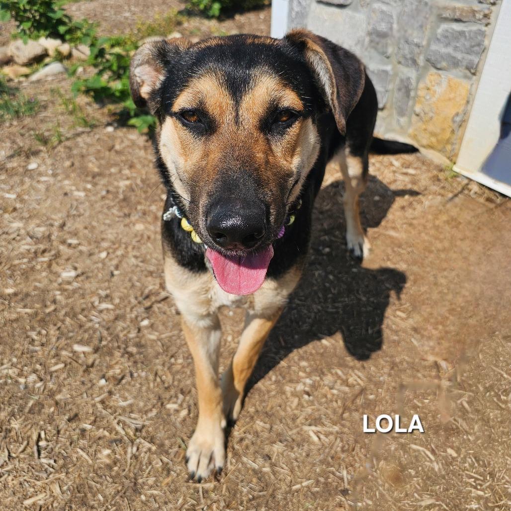 Enlarge Lola, a Adoptable mixed breed in Madisonville, TN image 4/5