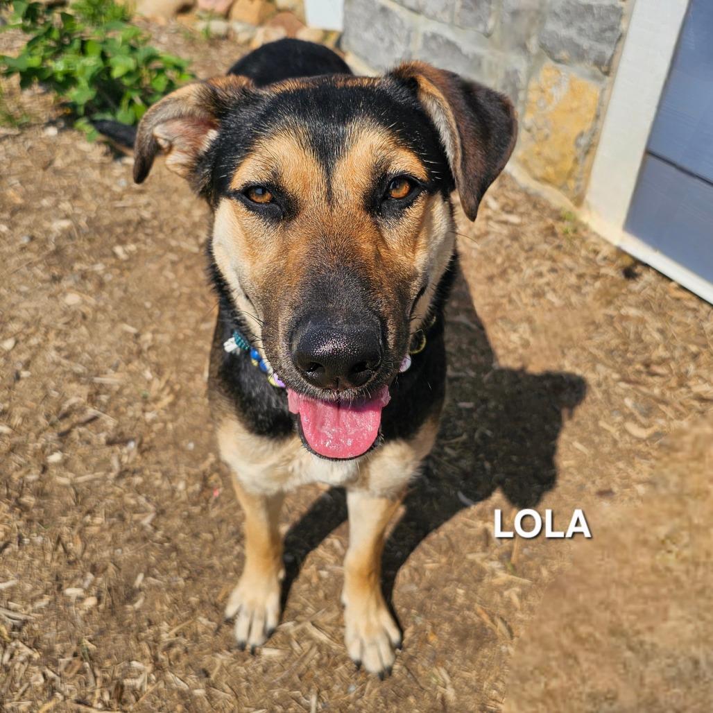 Enlarge Lola, a Adoptable mixed breed in Madisonville, TN image 5/5