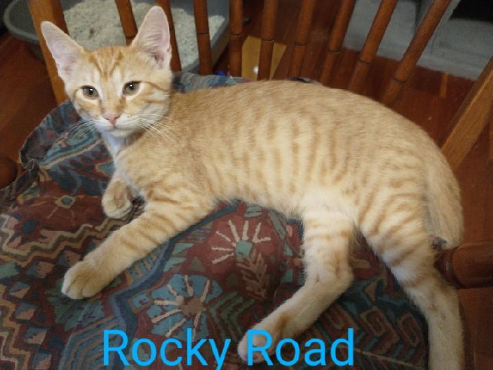Rocky Road, an adoptable Tabby in Waynesboro, VA image 1/6