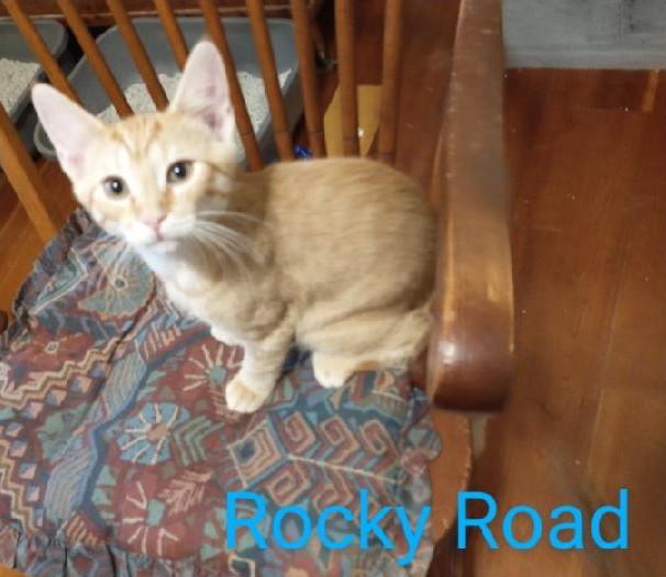 Rocky Road, an adoptable Tabby in Waynesboro, VA image 3/6