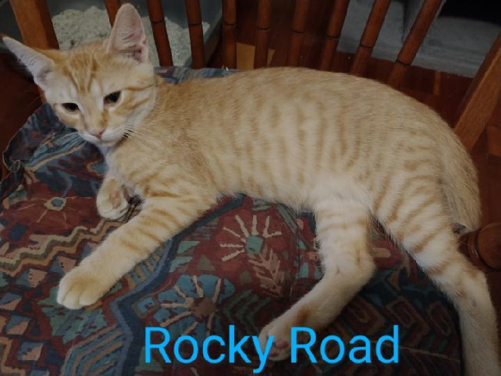 Rocky Road, an adoptable Tabby in Waynesboro, VA image 2/6