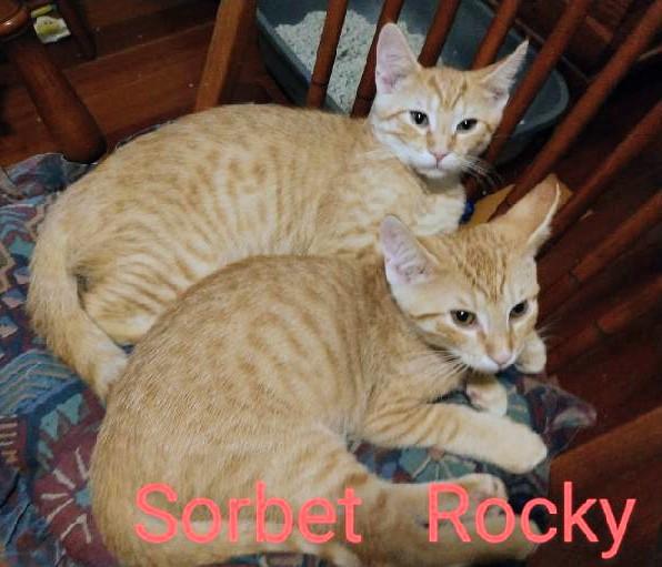 Rocky Road, an adoptable Tabby in Waynesboro, VA image 4/6