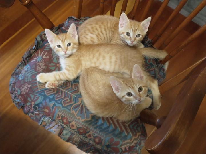 Rocky Road, an adoptable Tabby in Waynesboro, VA image 6/6