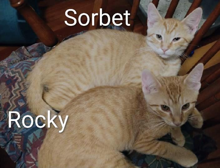 Rocky Road, an adoptable Tabby in Waynesboro, VA image 5/6