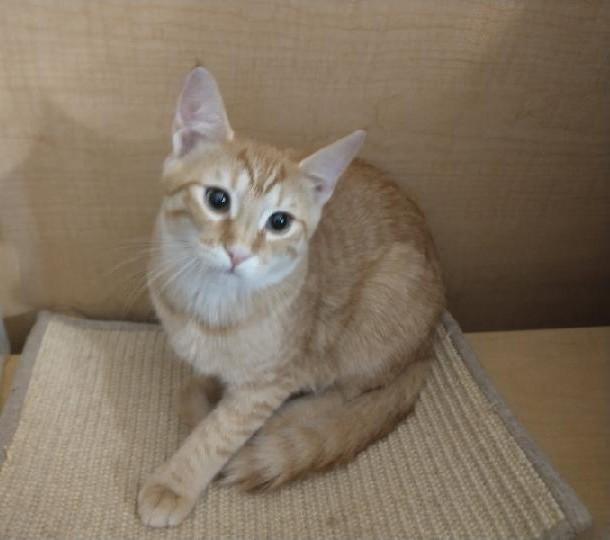 Rocky Road, adopted, Kitten Male Tabby.