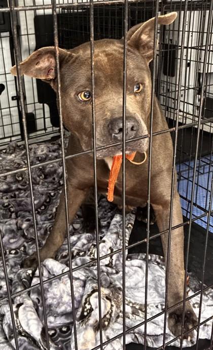 Mac, a Adoptable mixed breed in West Memphis, AR image 1/2