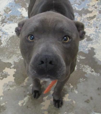 Mac, a Adoptable mixed breed in West Memphis, AR image 2/2