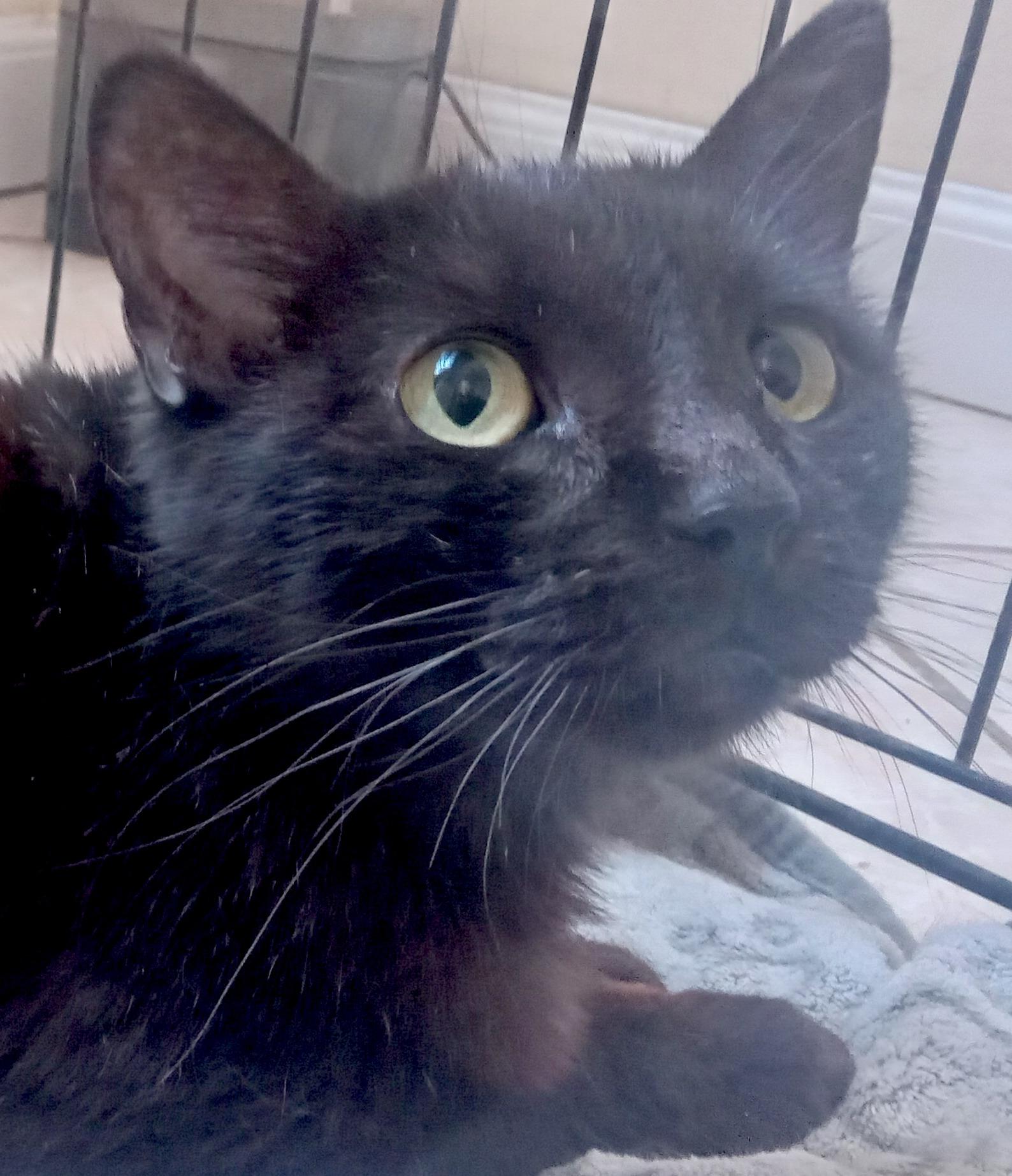 Mila (12), an adoptable Domestic Short Hair in Mexicali, BCN, 21280 | Photo Image 5