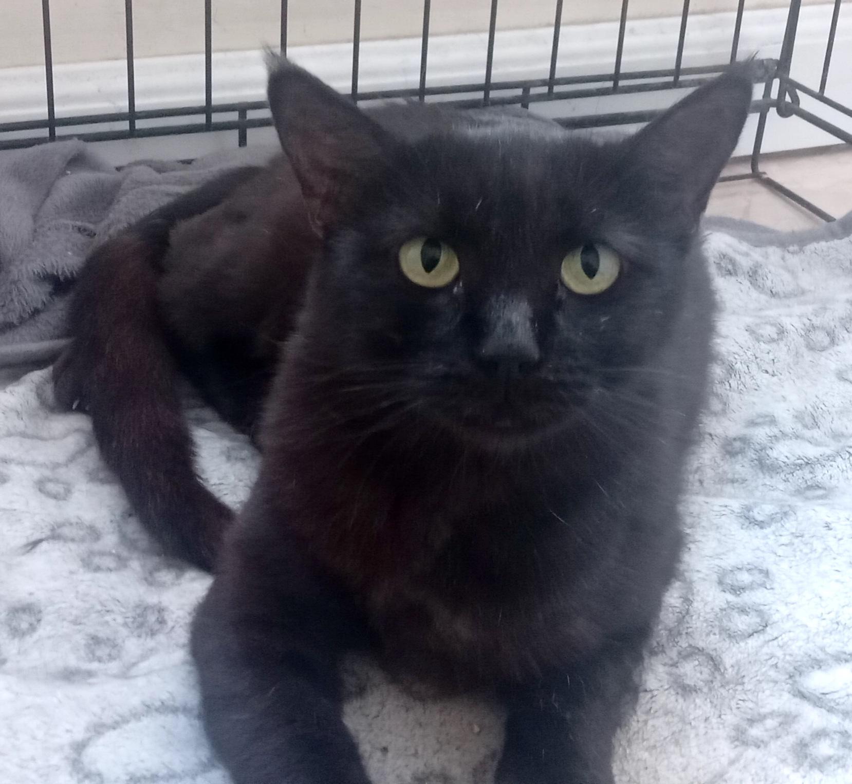 Mila (12), an adoptable Domestic Short Hair in Mexicali, BCN, 21280 | Photo Image 2