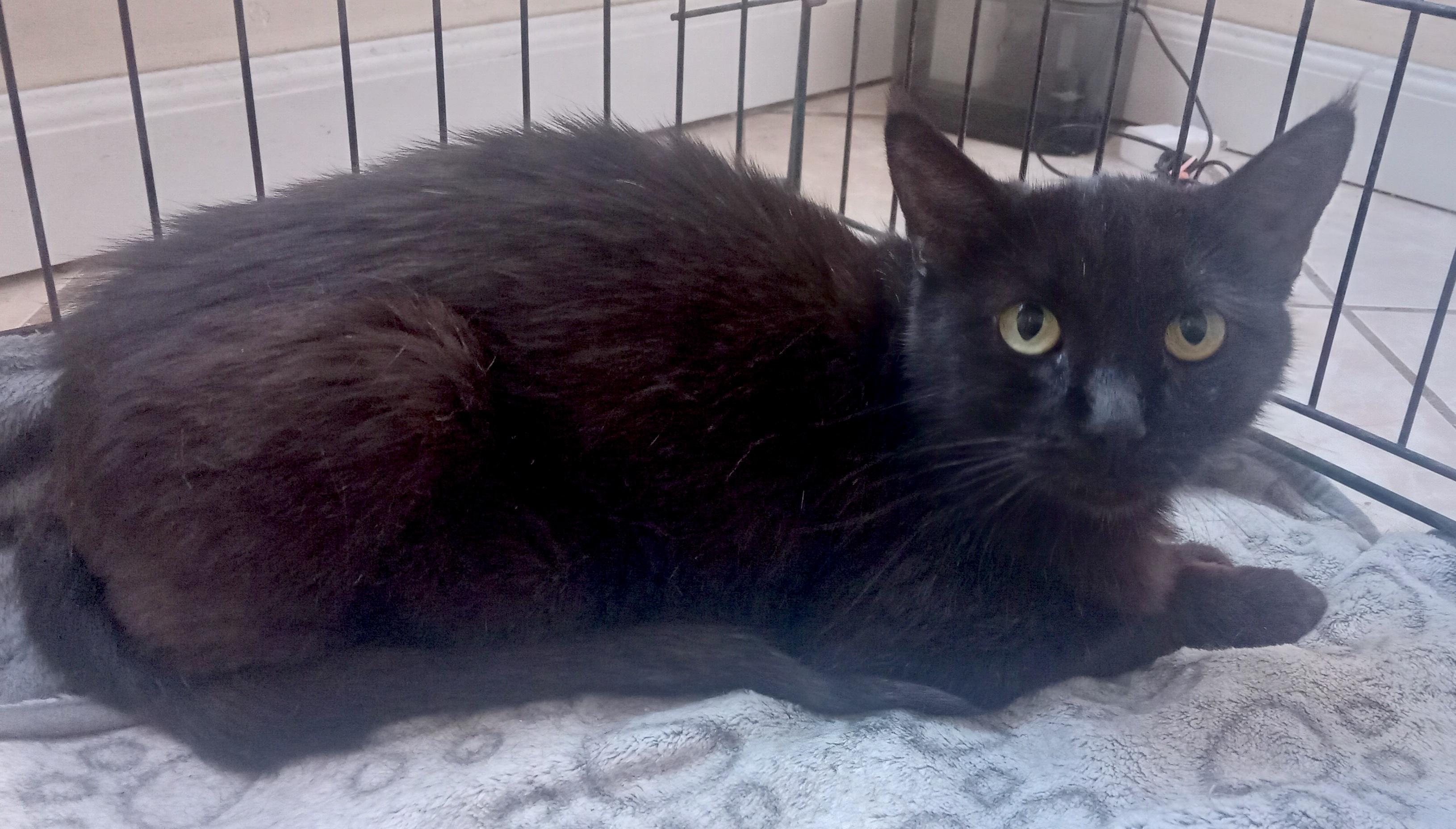 Mila (12), an adoptable Domestic Short Hair in Mexicali, BCN, 21280 | Photo Image 3