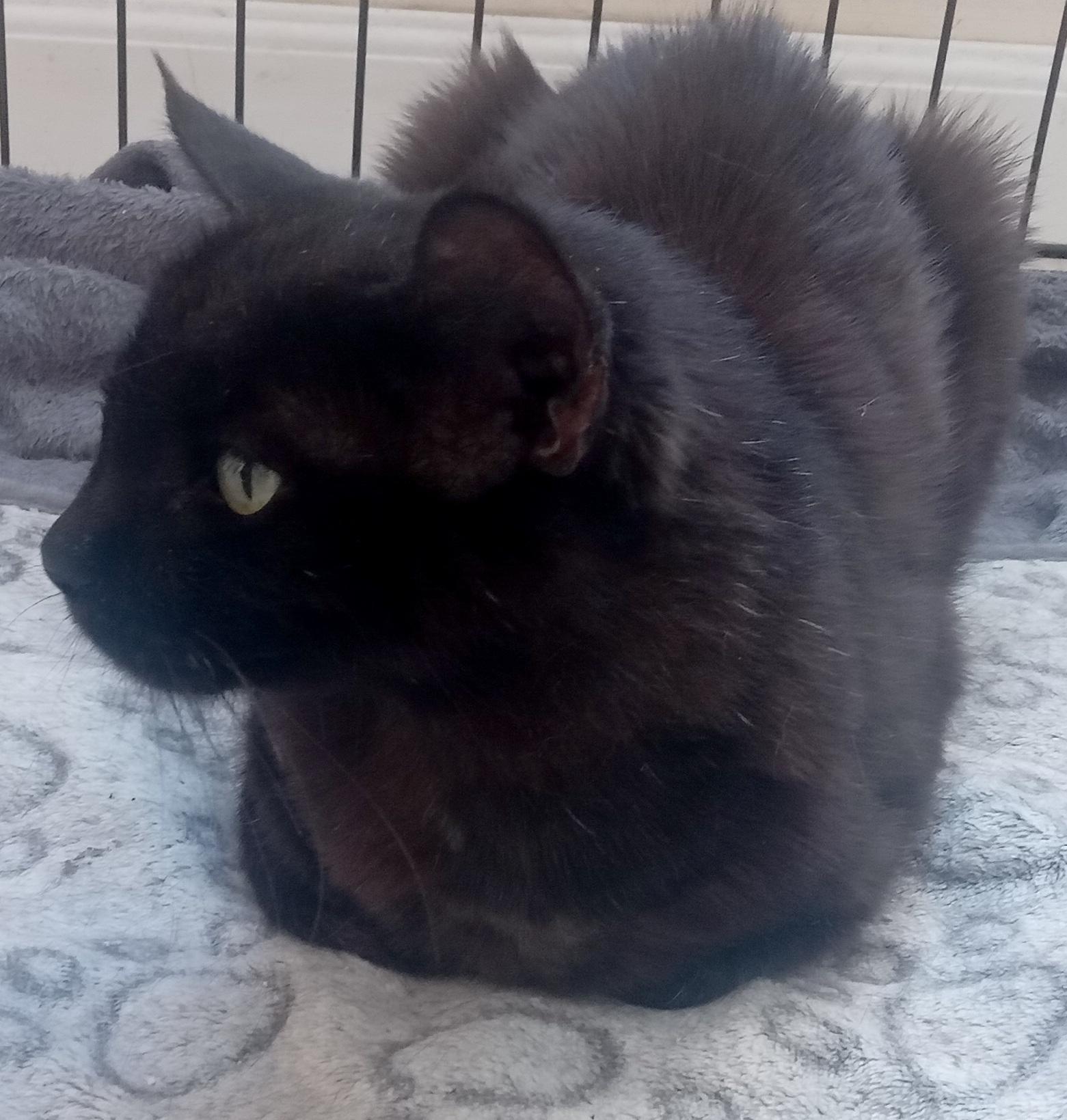 Mila (12), an adoptable Domestic Short Hair in Mexicali, BCN, 21280 | Photo Image 4