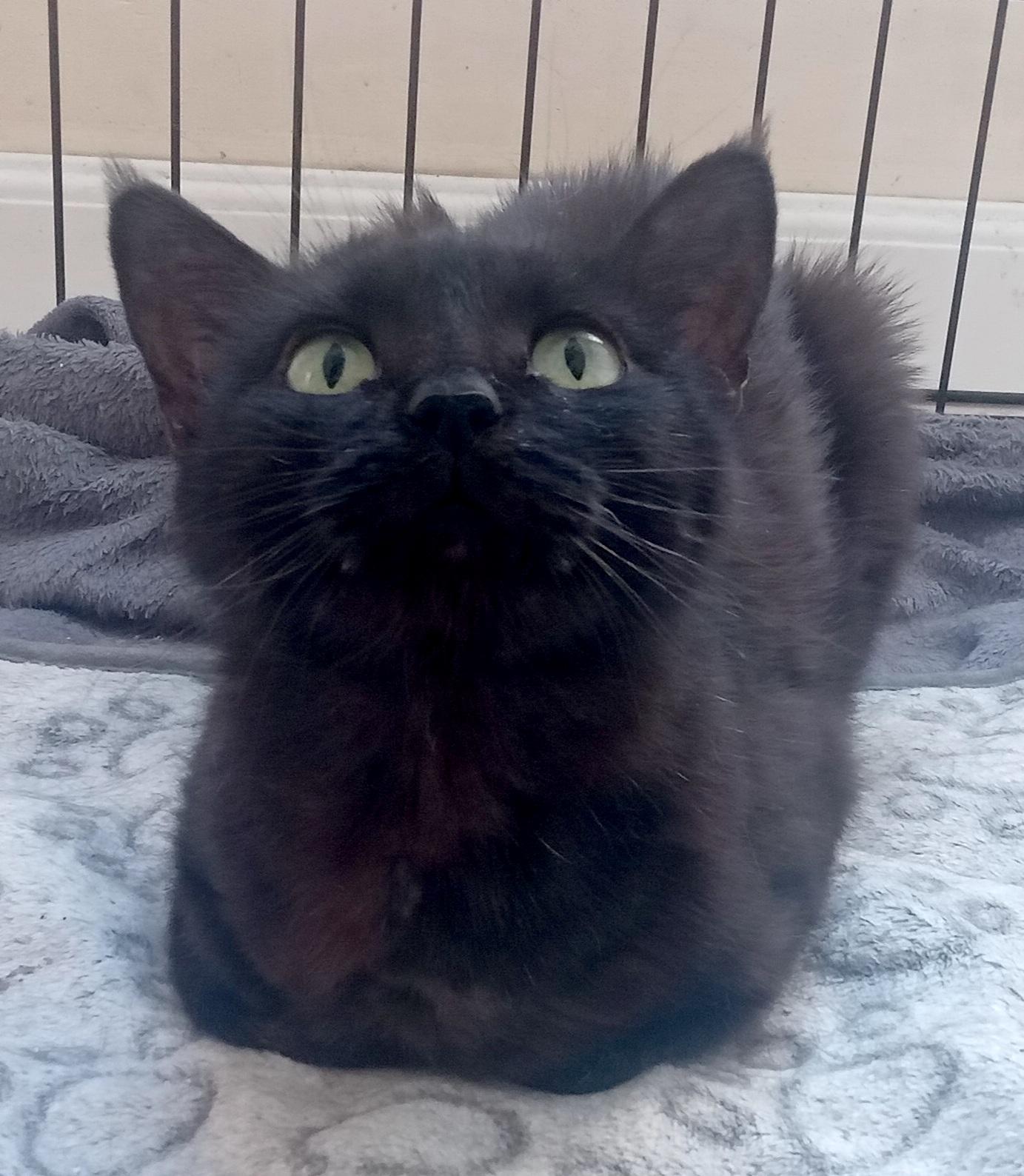Mila (12), an adoptable Domestic Short Hair in Mexicali, BCN, 21280 | Photo Image 1