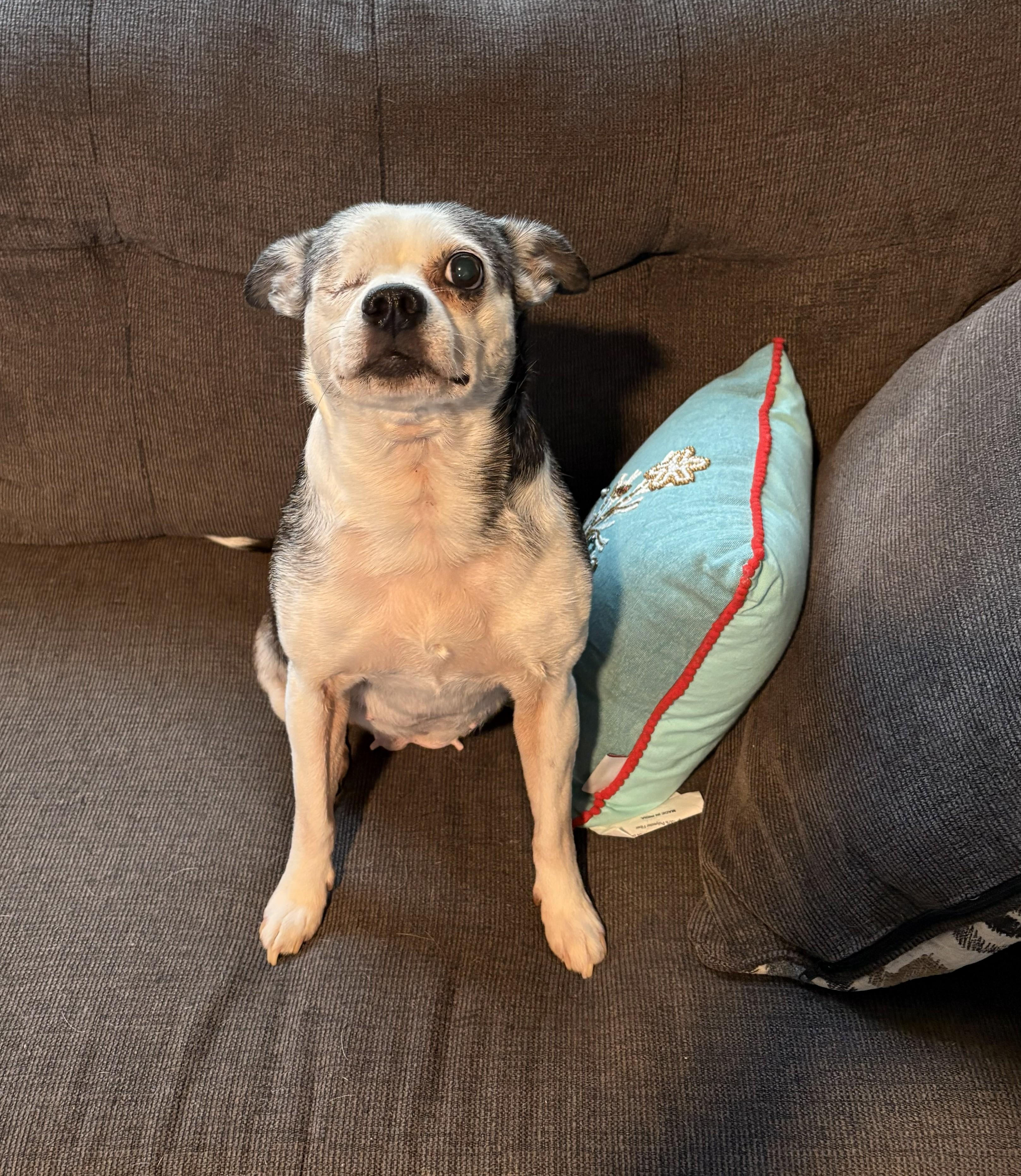 Enlarge Cricket in MO, a Adoptable mixed breed in Elkhorn, NE image 1/3