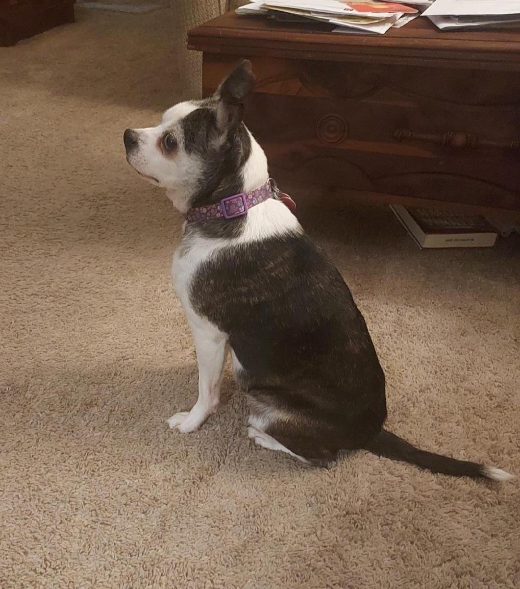 Enlarge Cricket in MO, a Adoptable mixed breed in Elkhorn, NE image 2/3