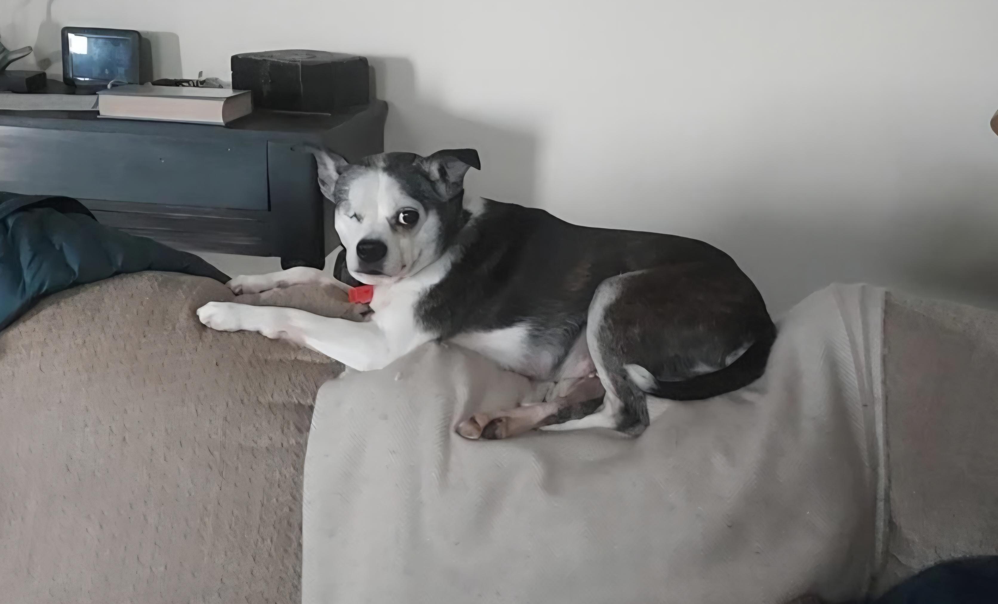 Enlarge Cricket in MO, a Adoptable mixed breed in Elkhorn, NE image 3/3