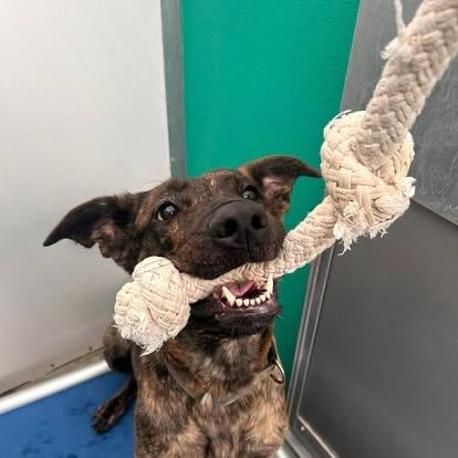 Oona, Adoptable, Young Female Shepherd & Pit Bull Terrier.