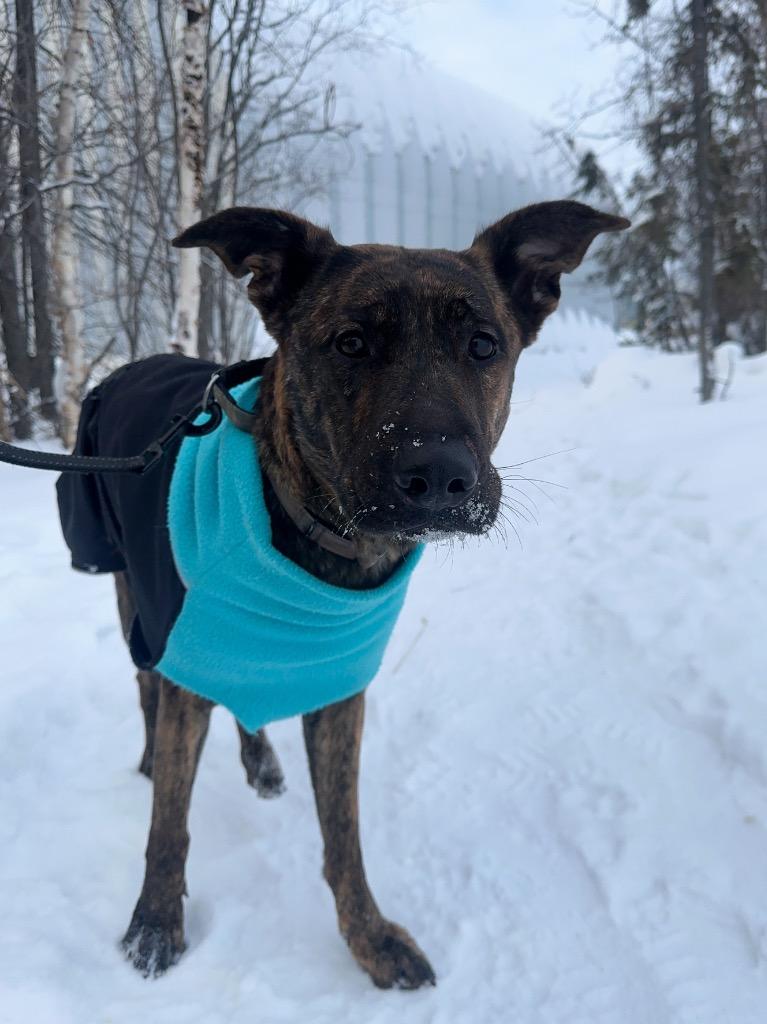 Oona, Adoptable, Adult Female Shepherd & Pit Bull Terrier.