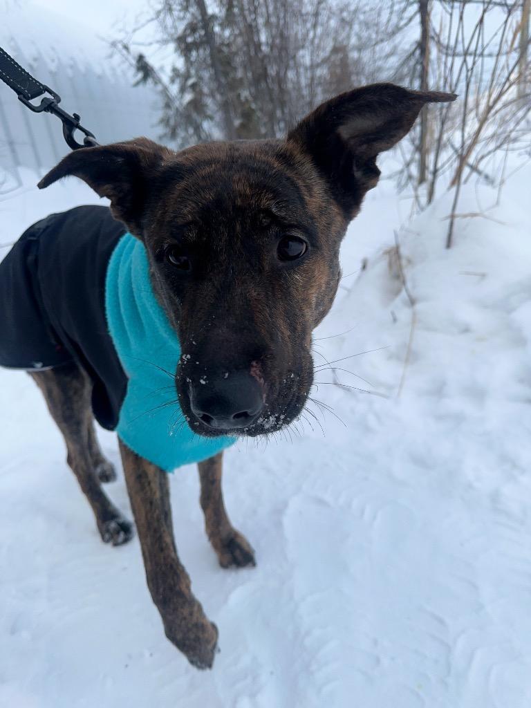 Oona, a Adoptable mixed breed in Yellowknife, NT image 2/5