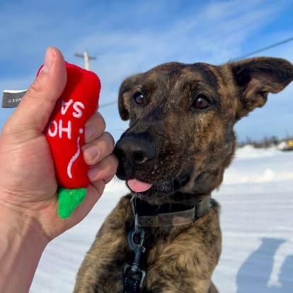 Enlarge Oona, a Adoptable mixed breed in Yellowknife, NT image 2/6
