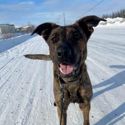 Enlarge Oona, a Adoptable mixed breed in Yellowknife, NT image 3/6