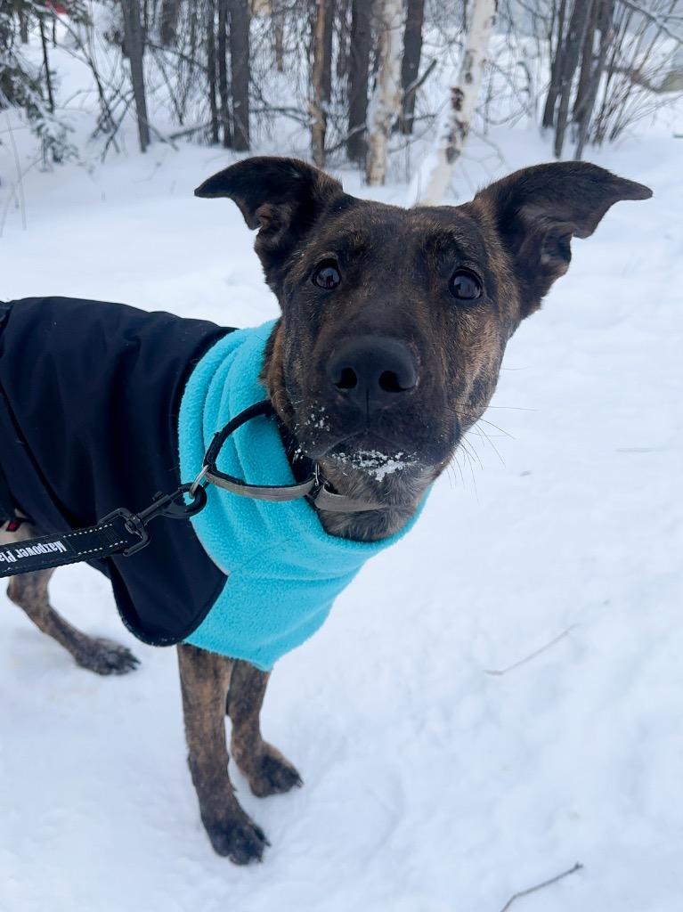 Oona, a Adoptable mixed breed in Yellowknife, NT image 3/5