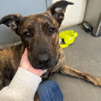 Enlarge Oona, a Adoptable mixed breed in Yellowknife, NT image 5/6
