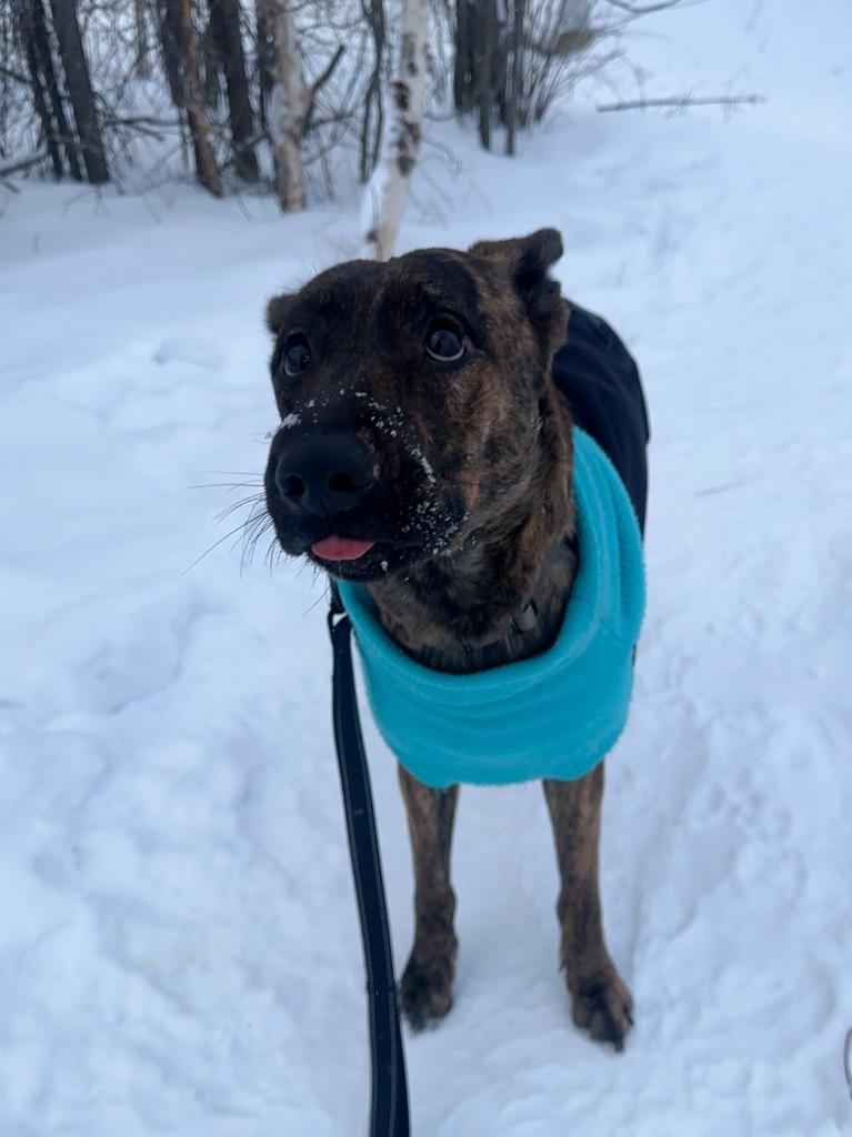 Oona, a Adoptable mixed breed in Yellowknife, NT image 4/5