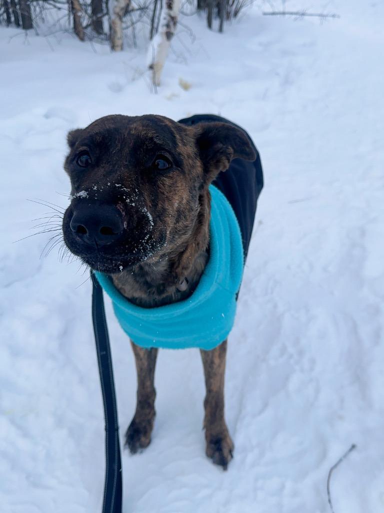 Oona, a Adoptable mixed breed in Yellowknife, NT image 5/5