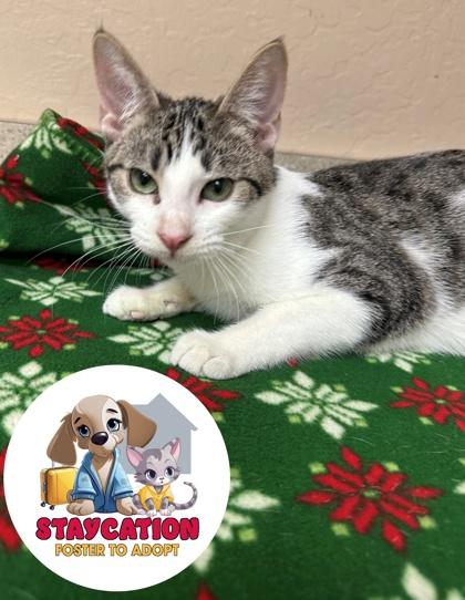 Bogo, Adoptable, Adult Male Domestic Short Hair & Domestic Short Hair.