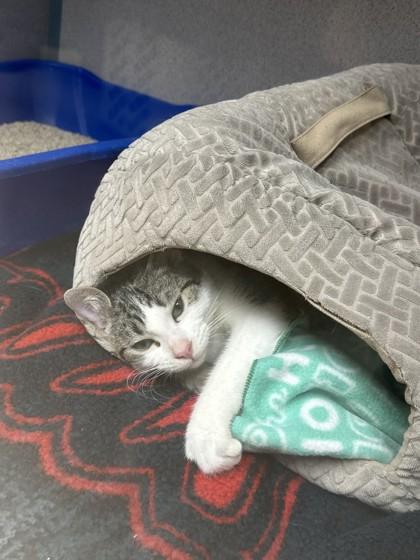 Enlarge Bogo, a Adoptable Domestic Short Hair in Phoenix, AZ image 1/3