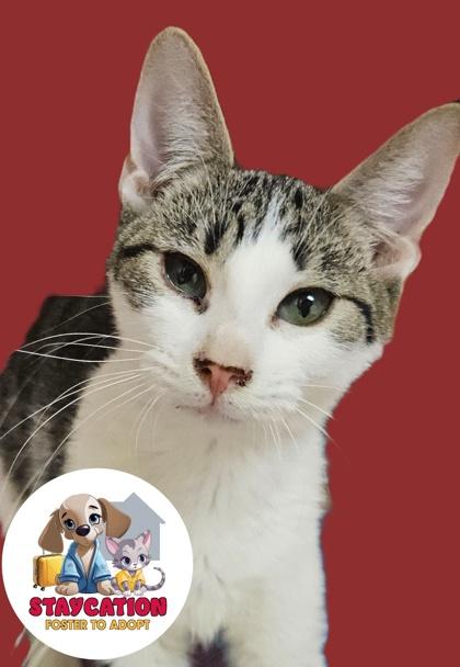 Enlarge Bogo, a Adoptable Domestic Short Hair in Phoenix, AZ image 3/3