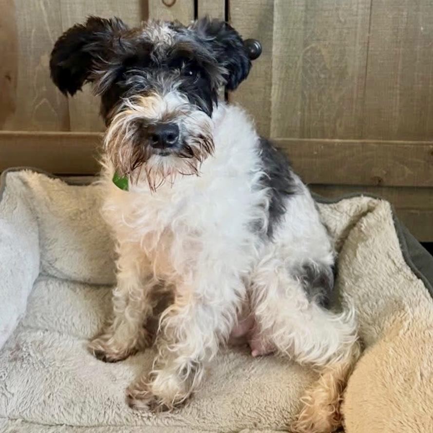 Enlarge Piper, a Adoptable Miniature Schnauzer in Broken Arrow, OK image 1/1
