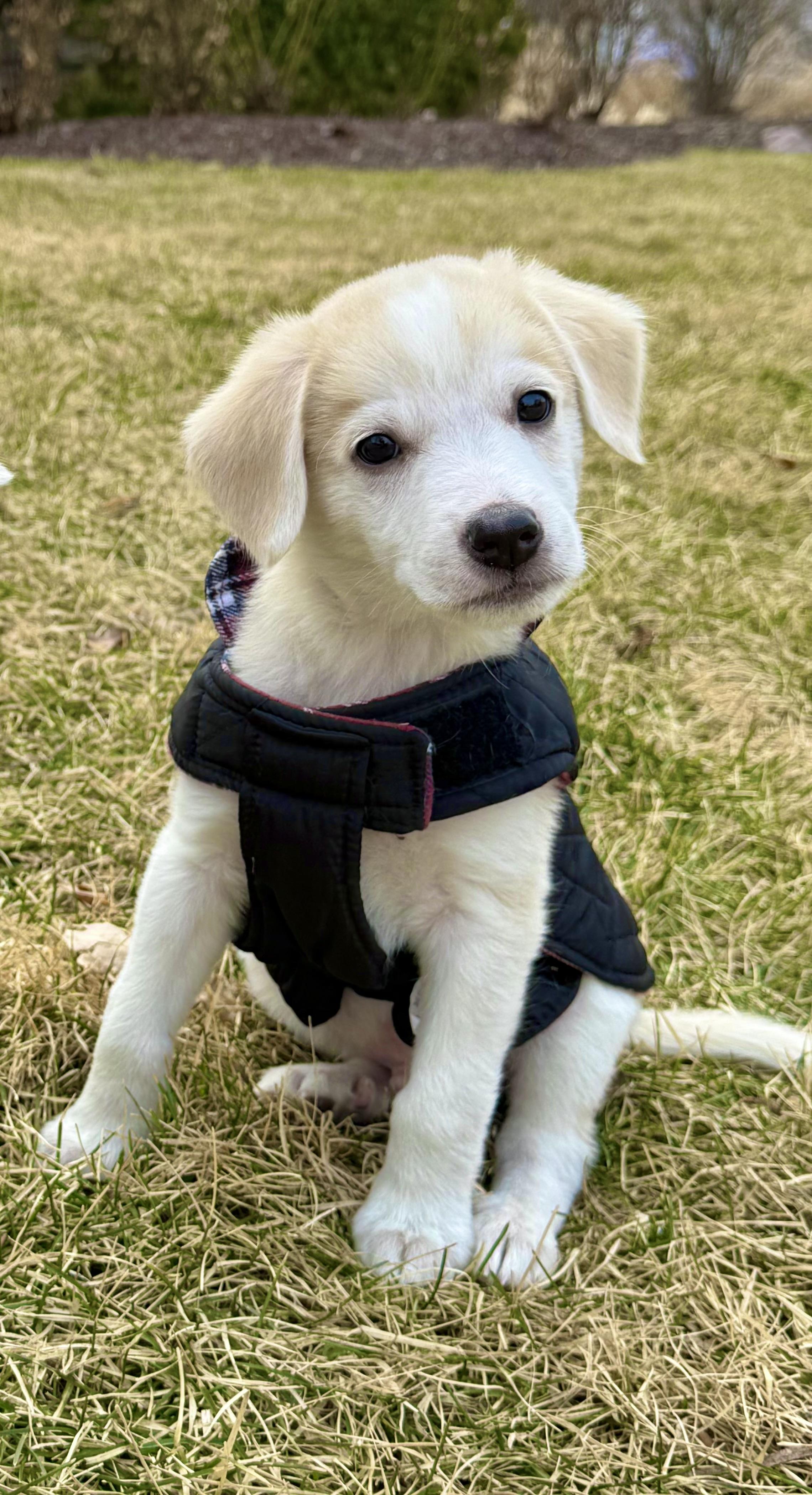 Enlarge Milton, an adoptable mixed breed in Libertyville, IL image 1/6