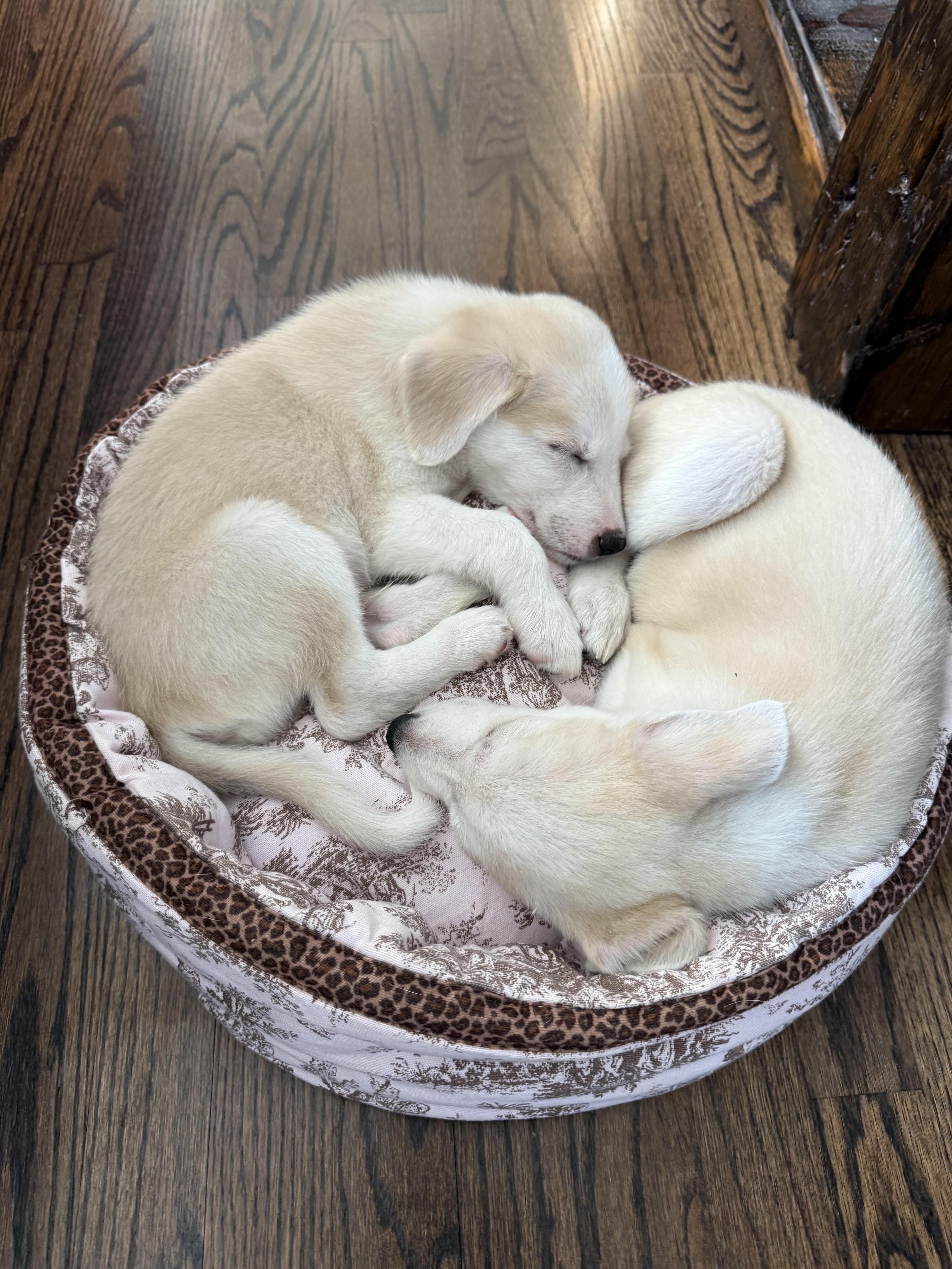 Enlarge Milton, an adoptable mixed breed in Libertyville, IL image 6/6