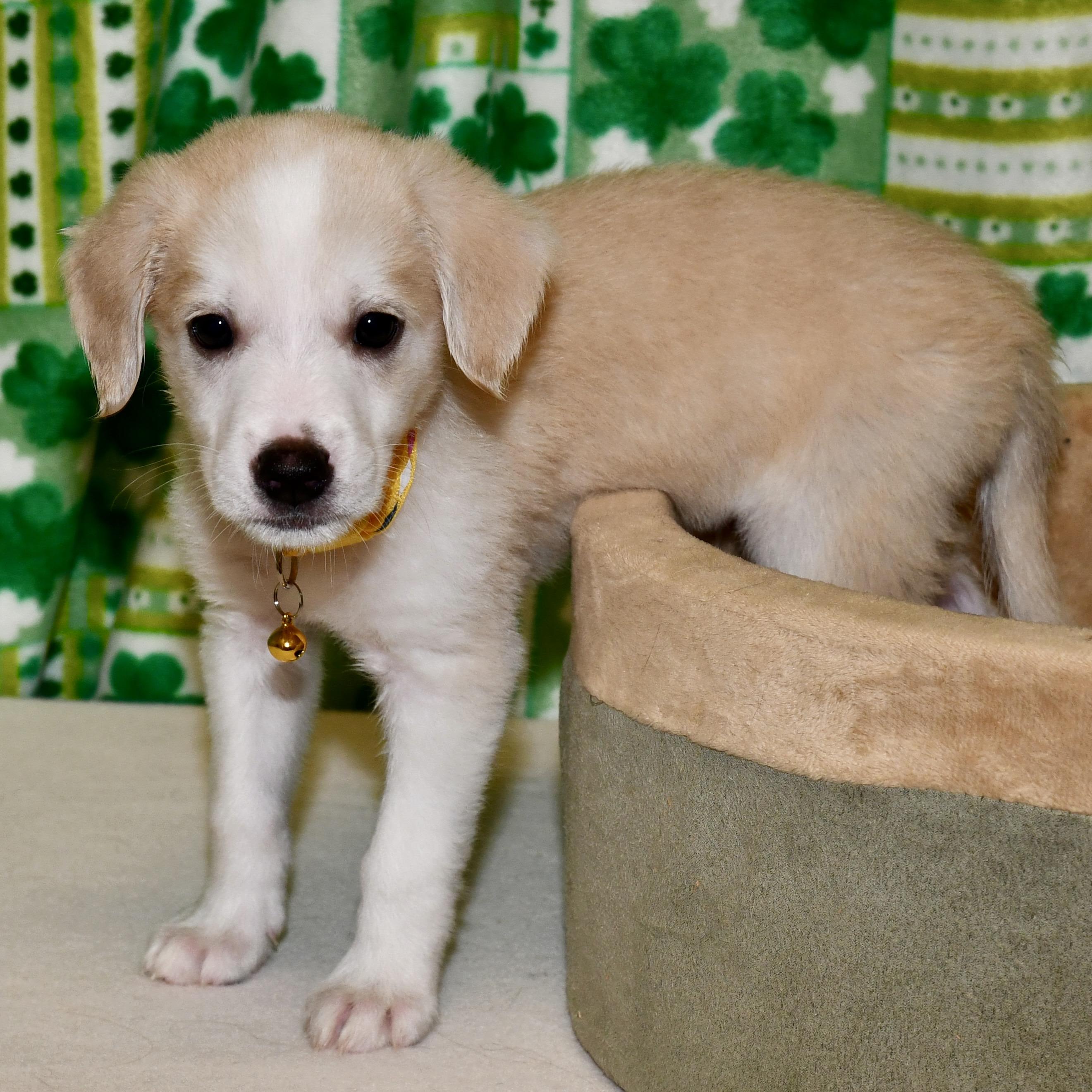 Enlarge Milton, an adoptable mixed breed in Libertyville, IL image 2/6