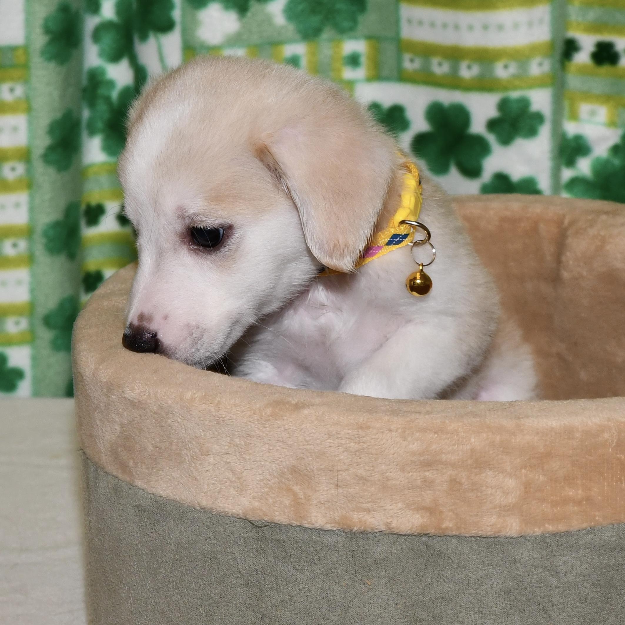 Enlarge Milton, an adoptable mixed breed in Libertyville, IL image 3/6