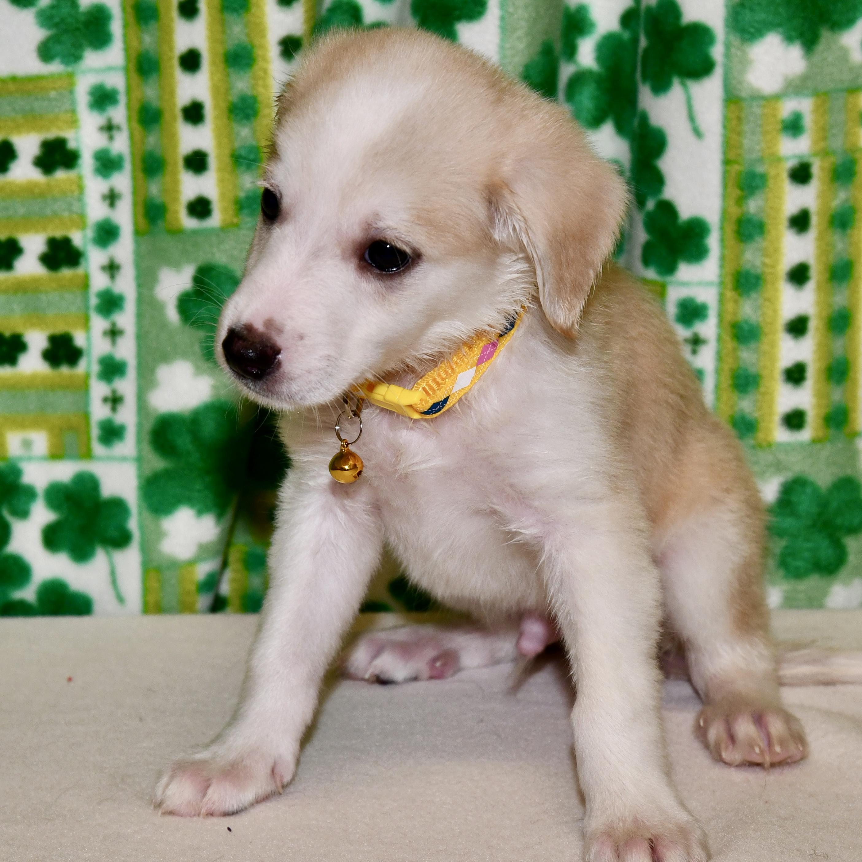 Enlarge Milton, an adoptable mixed breed in Libertyville, IL image 4/6