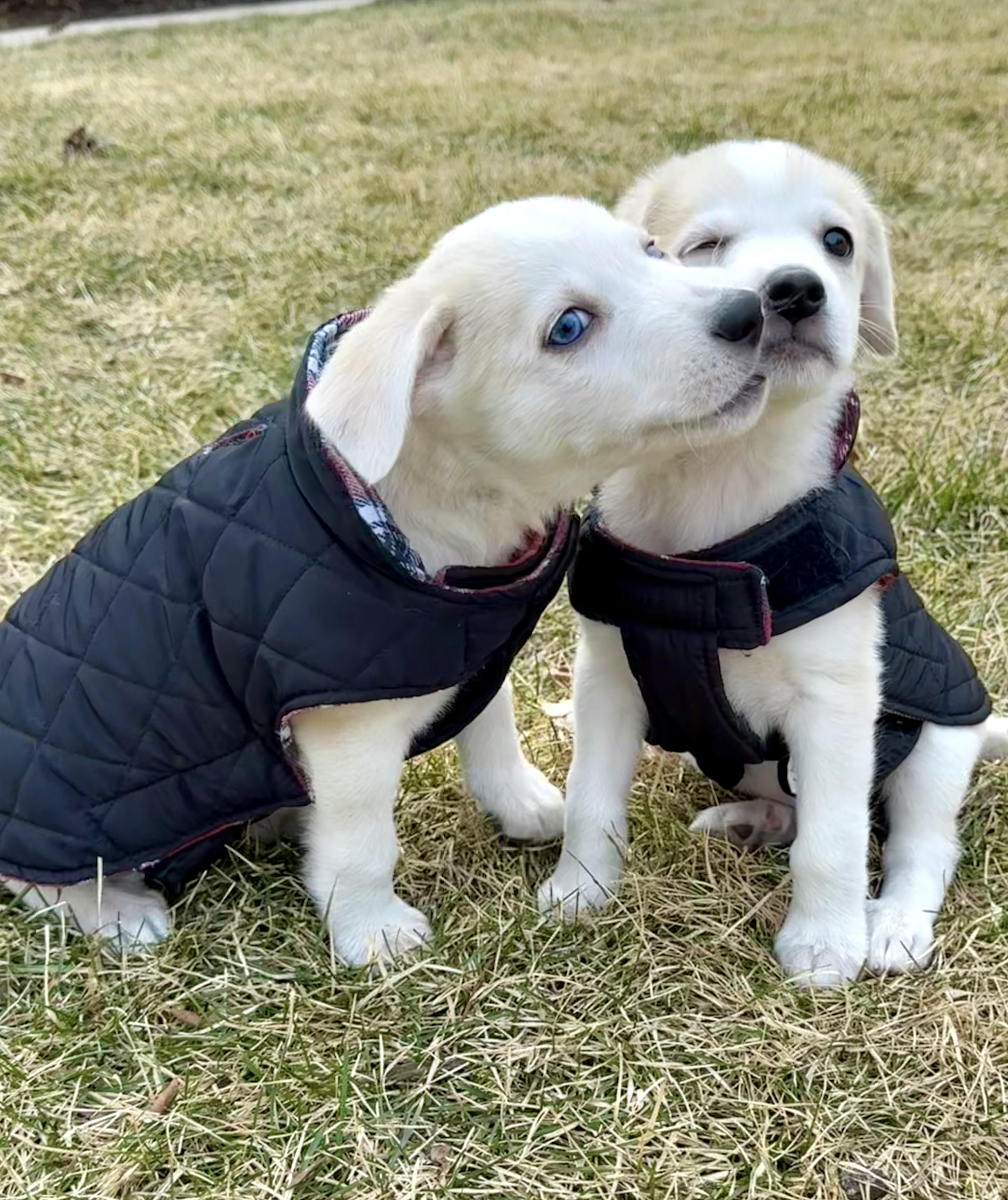 Enlarge Milton, an adoptable mixed breed in Libertyville, IL image 5/6