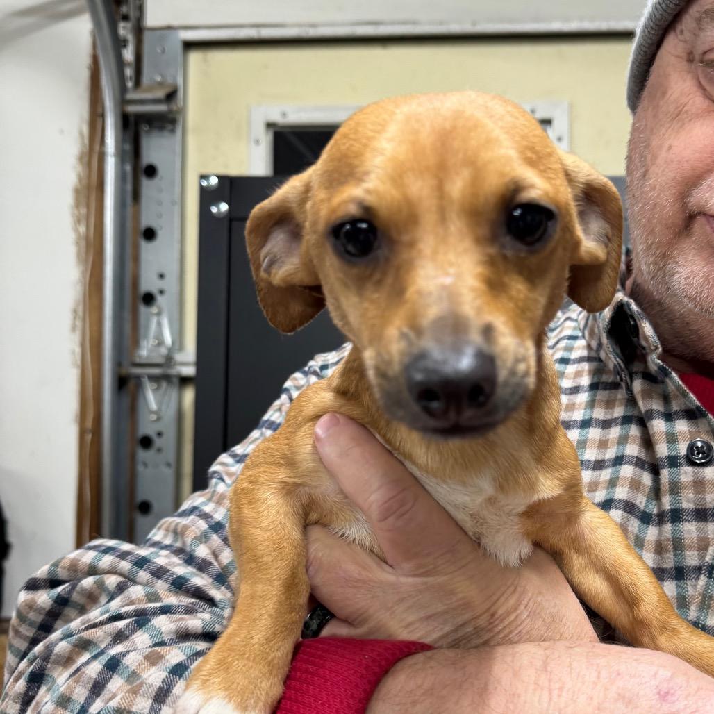 Nox, Adoptable, Young Male Chihuahua & Dachshund.