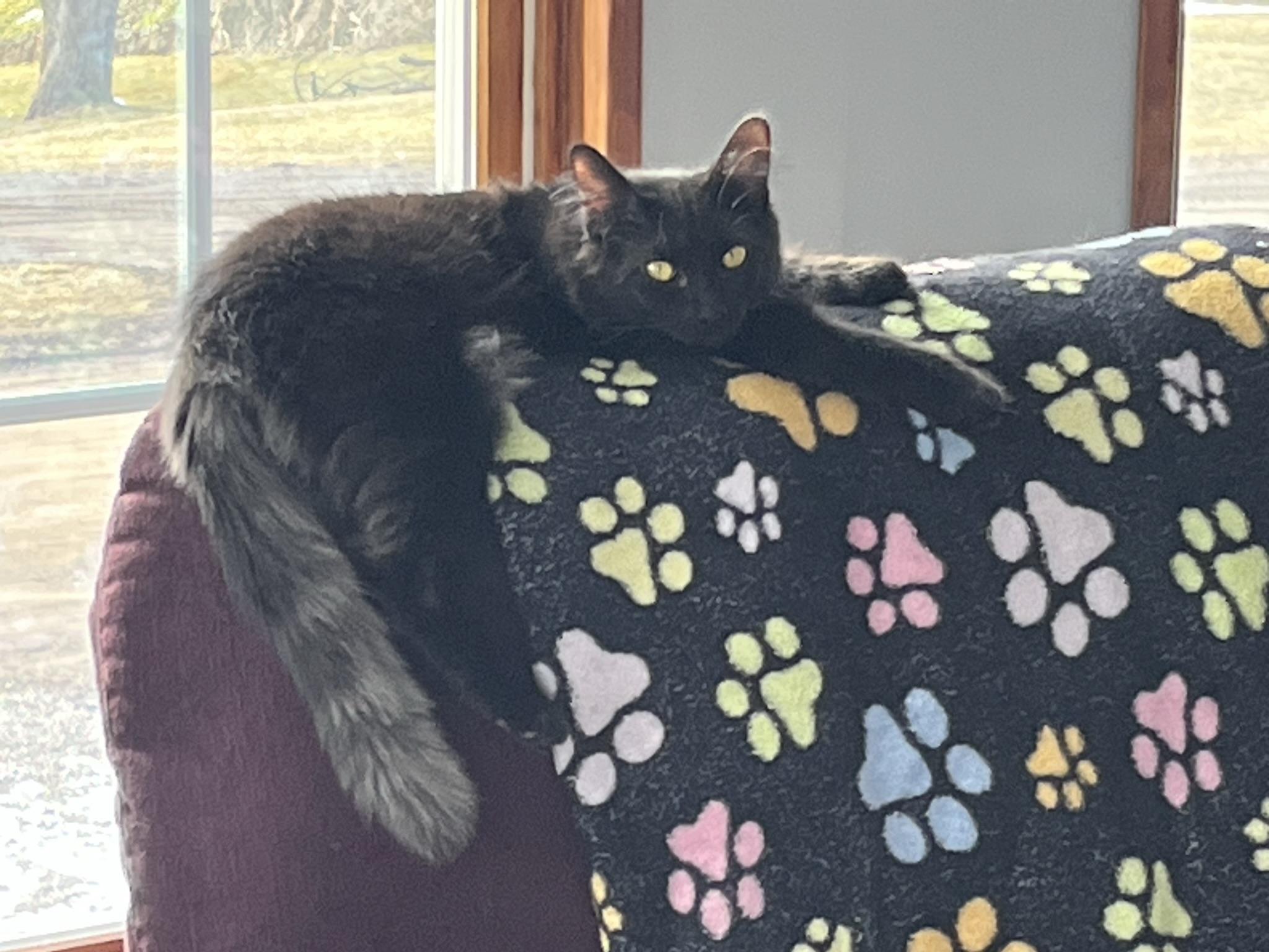 Enlarge BDub, a Adoptable Domestic Long Hair in Brighton, MI image 1/6