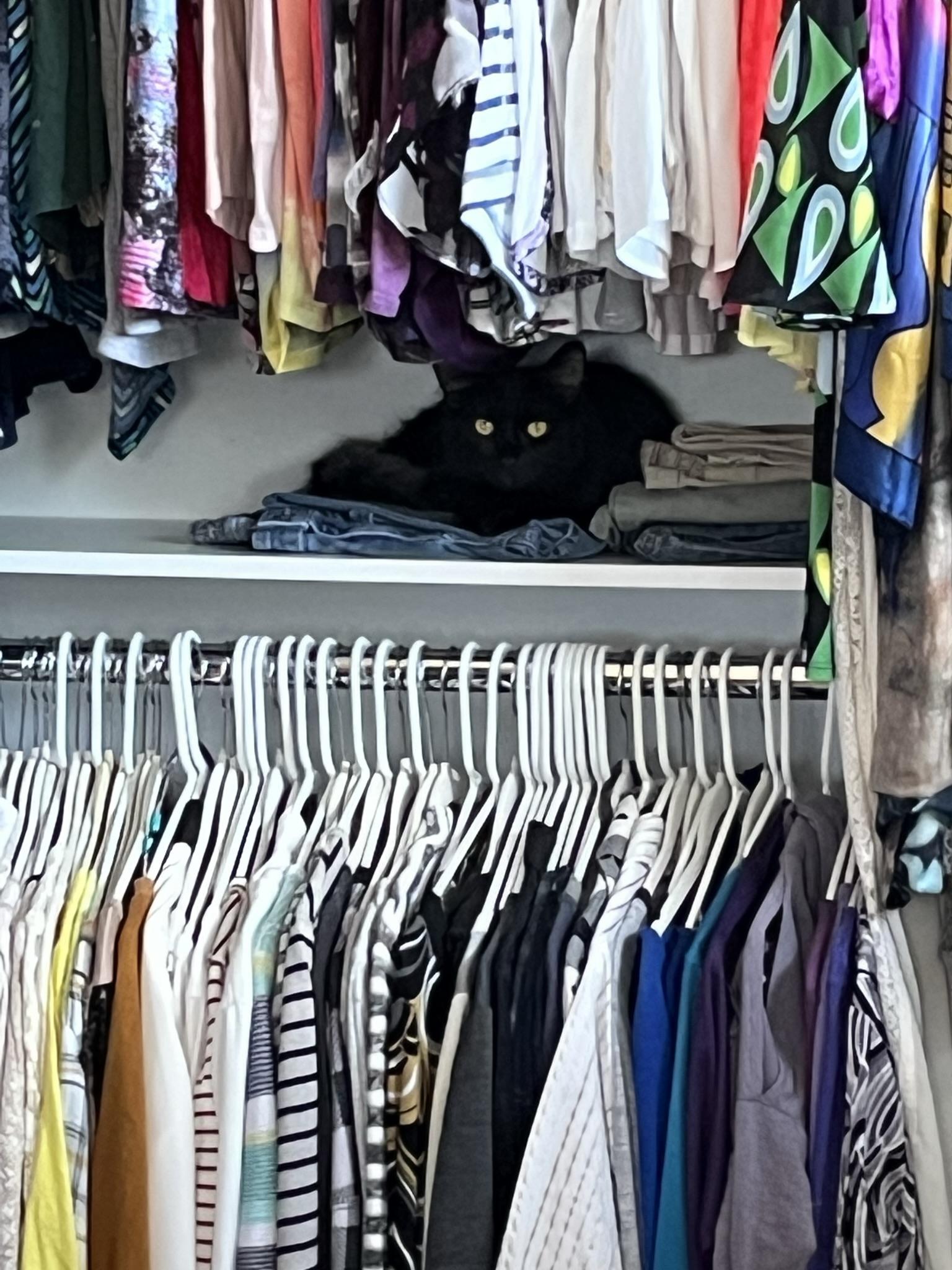 Enlarge BDub, a Adoptable Domestic Long Hair in Brighton, MI image 2/6