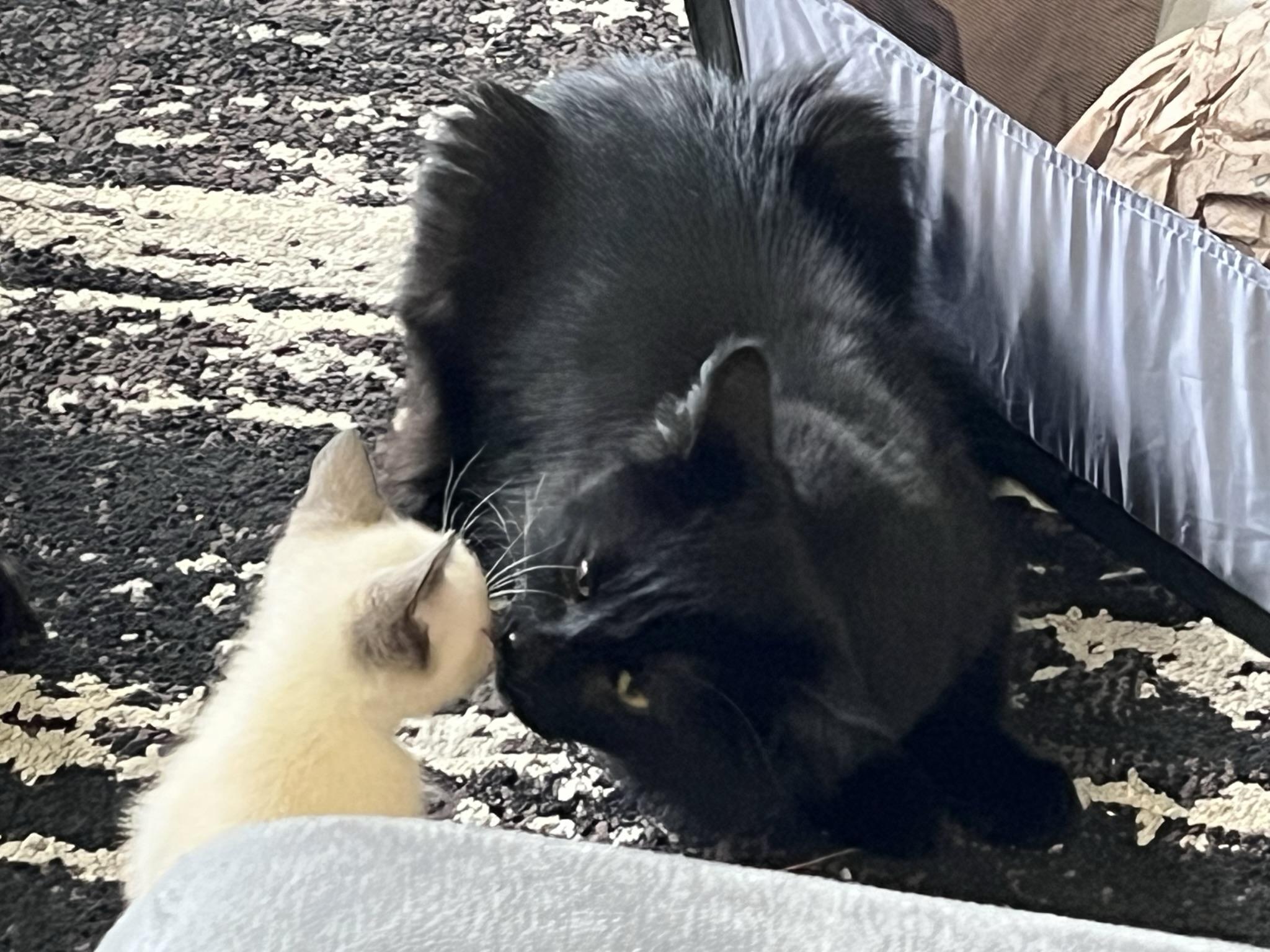 Enlarge BDub, a Adoptable Domestic Long Hair in Brighton, MI image 3/6