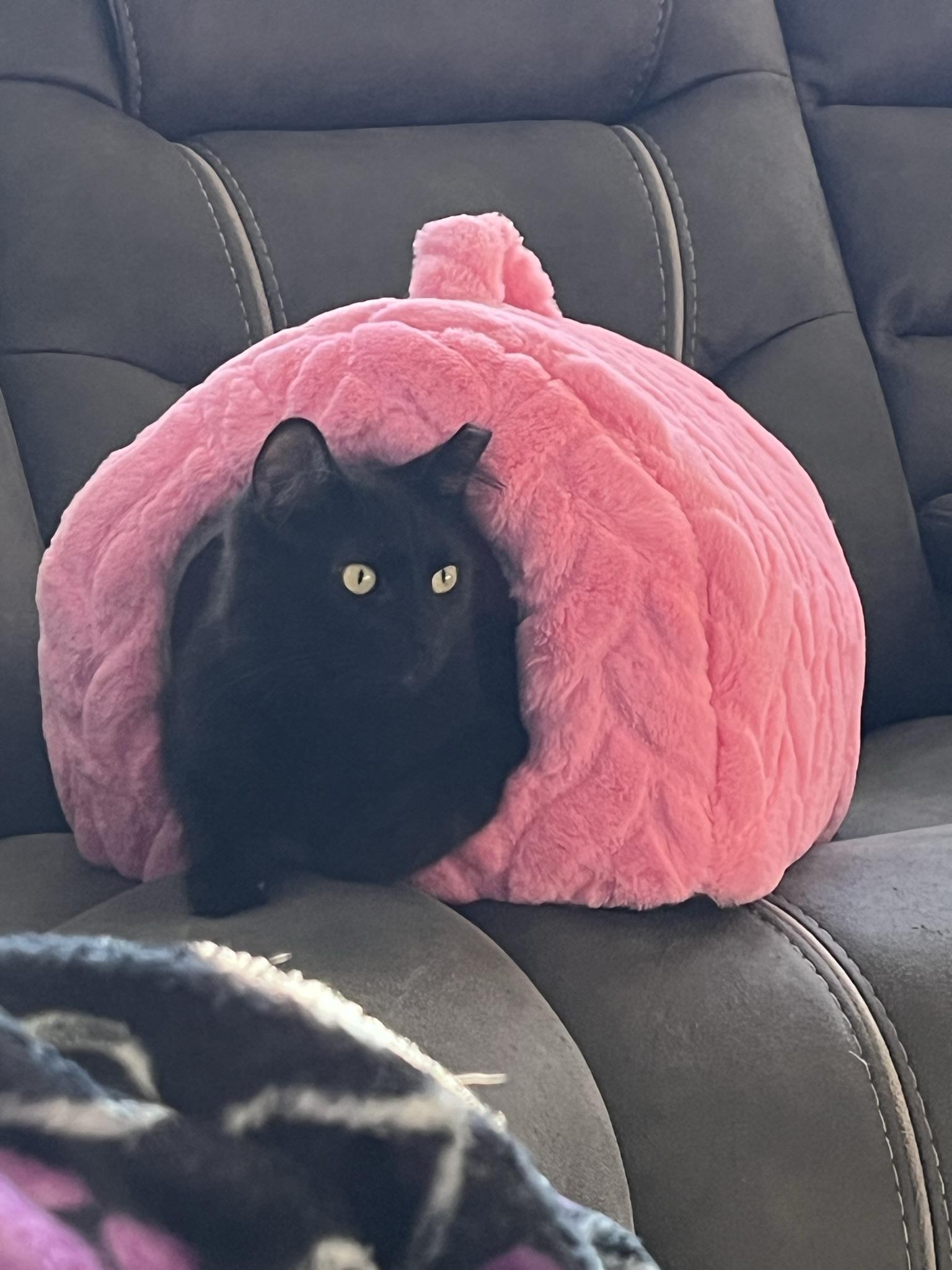 BDub, Adoptable, Adult Male Domestic Long Hair.