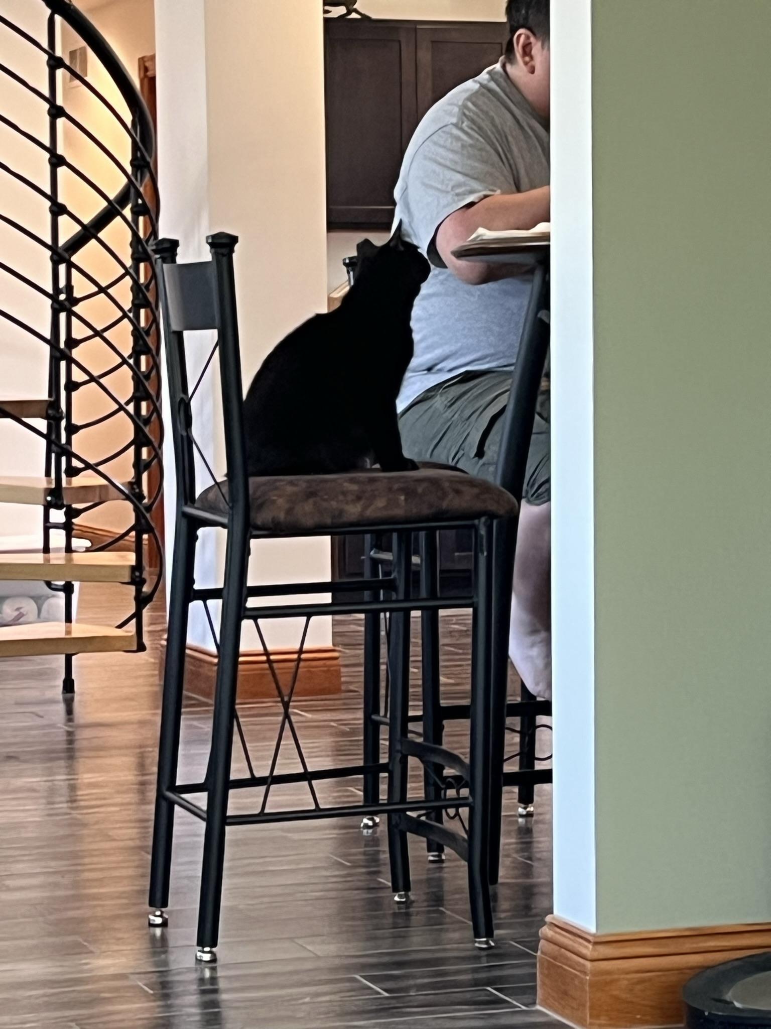 Enlarge BDub, a Adoptable Domestic Long Hair in Brighton, MI image 5/6